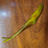 6" Jerk Minnow