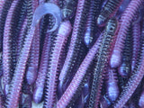 4" Disc Worm